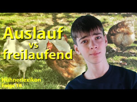 Freilaufende Hühner: Das spricht für und gegen einen festen Auslauf! | Hühnerlexikon Folge 16