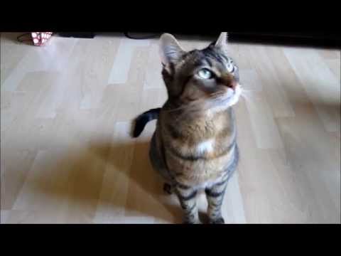 Clickern mit Katzen: 19 Tricks!