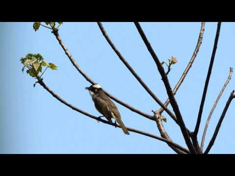 Bulbul čínsky (Pycnonotus sinensis) — video o speve a chove