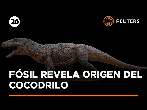 Nueva luz sobre los orígenes de los cocodrilos gracias a un fósil descubierto en Brasil | #Reuters