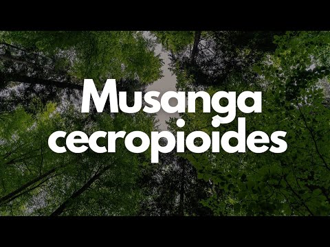 Musanga cecropioides