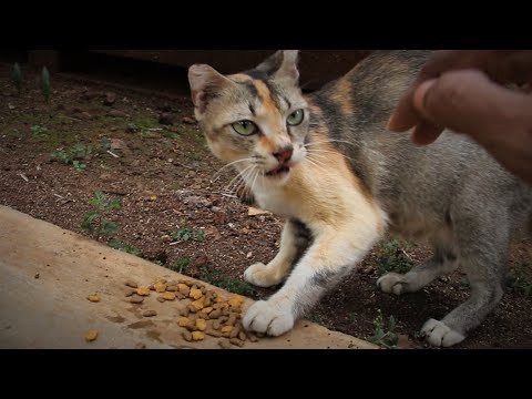 Stray cats doesn't like to be touched