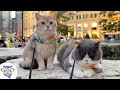 Perros, Gatos y más animales domésticos 7 Video thumbnail