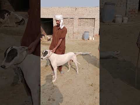 Video Shikari Dogs - Haji Hameed Sheikh #shorts #shortvideo #shikar
