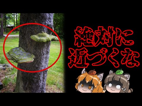 生命の危険: 最も危険な在来種の毒キノコ 5 種 自然と動物