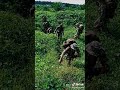 Askar Rekrut Dalam Hutan