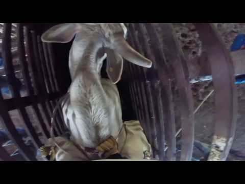 Terry Don West Bullriding School