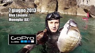 preview picture of video 'Pesca Sub - Liguria, Moneglia: saraghi in 1 mt d'acqua - Spearfishing, Chasse sous-marine'