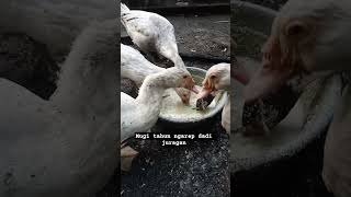 Download lagu bismillahirrahmanirrahim paman/tante #ternaktradisional #ternakentok #muscovyduck mp3