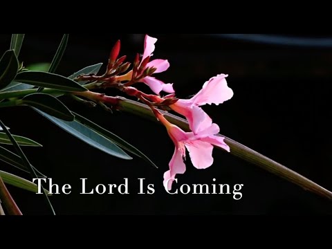 200 SDA Hymn - The Lord Is Coming (Singing w/ Lyrics)