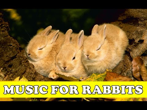 Rabbits Music! Calm and Soothe your Rabbit with Soft Classical Music
