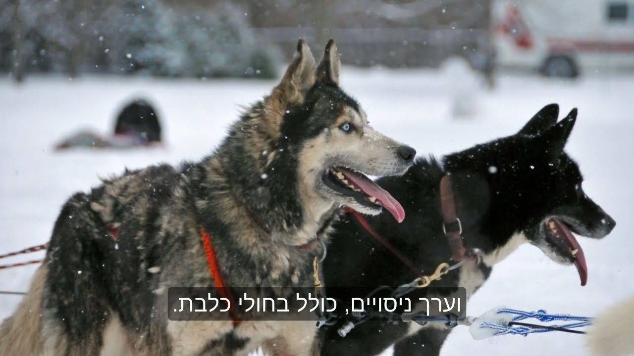 מי גילה את החיסון?