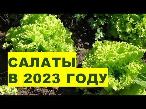 , title : 'Салаты в 2023 году. Агрогороскоп выращивания листовых салатов в 2023 году'