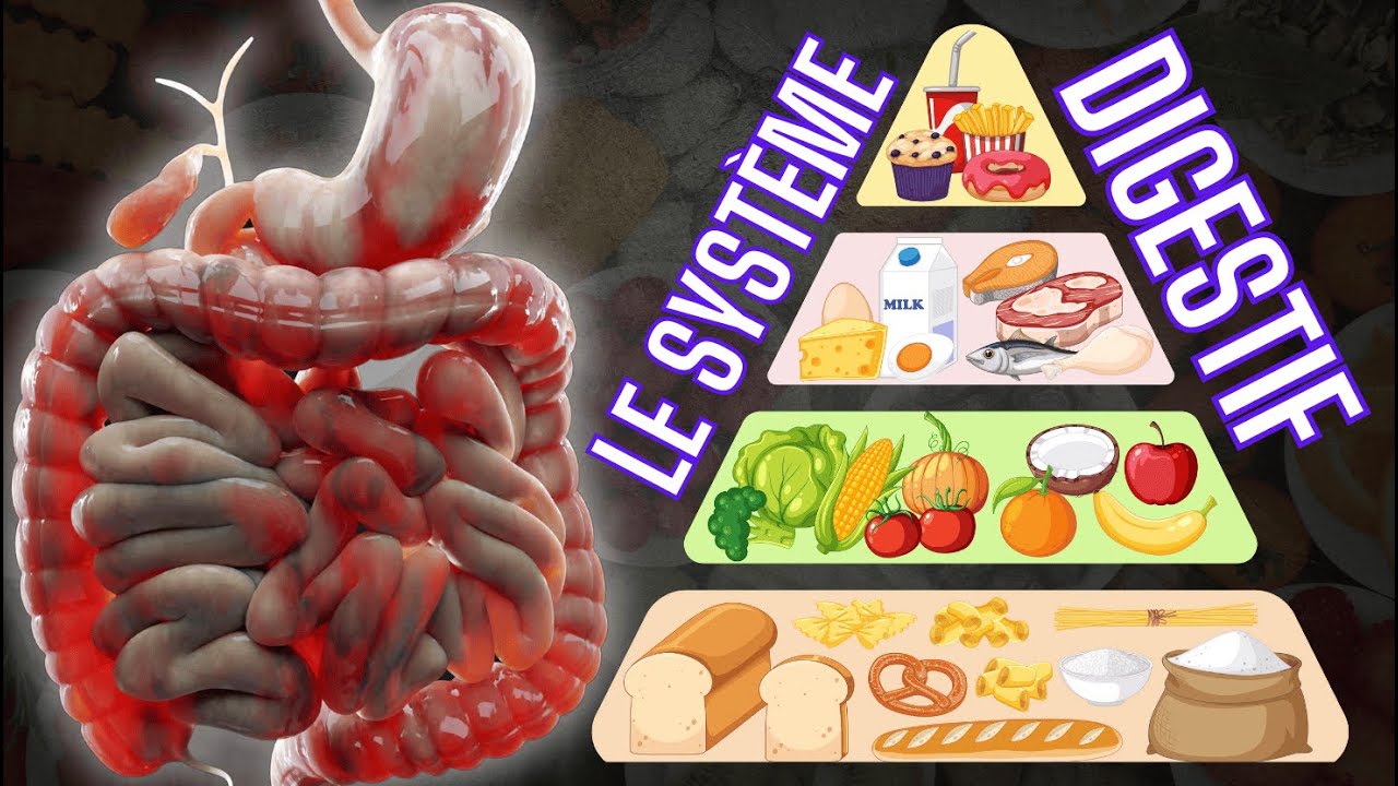 Le système digestif