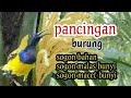 PANCINGAN BURUNG SOGON GACOR COCOK BUAT SOGON BAHAN MALAS BUNYI