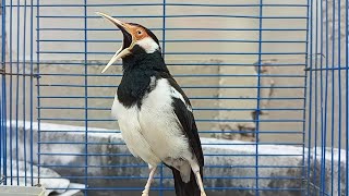 Download lagu Jalak Suren Gacor Full Isian Variasi Cocok Buat Pancingan Jalak Suren dan Masteran Burung Jalak Muda mp3