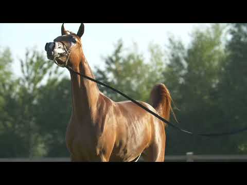 ⭐ SHASTA AS ⭐(Midas AS x Serena AS) - STC AUCTION 2022