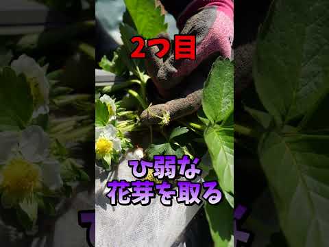 吊り下げイチゴ:植え付けと手入れのヒント 植物