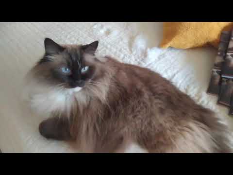 Pojďme poslat Mourka do světa - Vánoce jsou za dveřmi