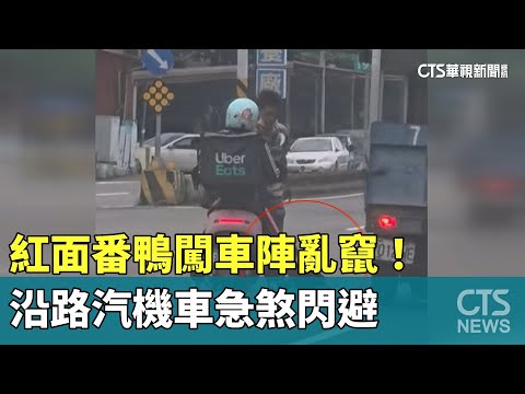 紅面番鴨闖車陣亂竄！　沿路汽機車急煞閃避