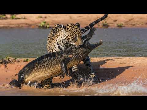 Yung Luka - vflexaob