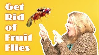 How to Get Rid of Fruit Flies with Vinegar