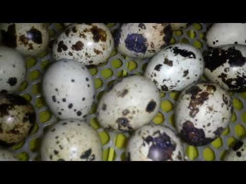 инкубация перепелов, старт для перепелов(техасский перепел)