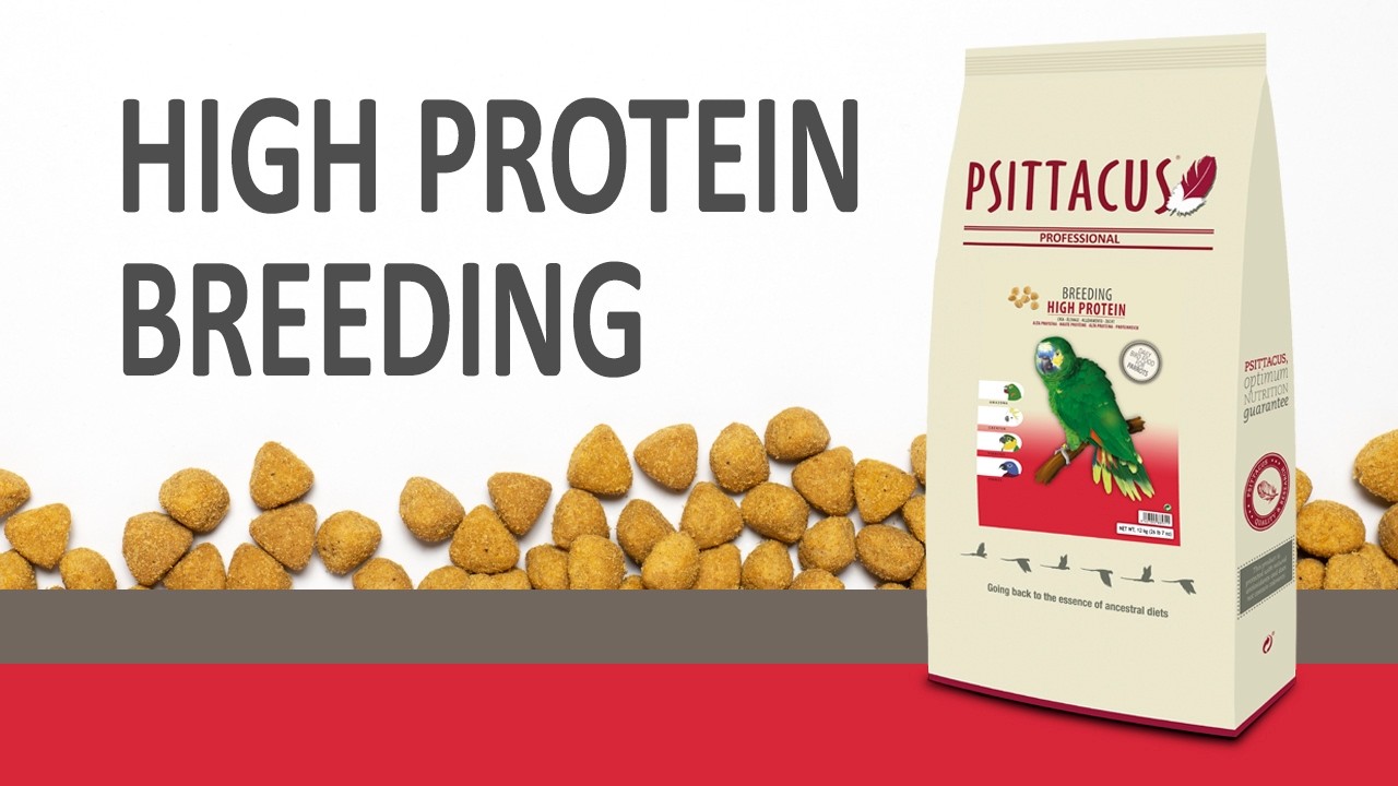 HIGH PROTEIN BREEDING