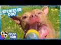Cute Dog’s Mission Is To Jump On Every Water Sprinkler! | Dodo Kids