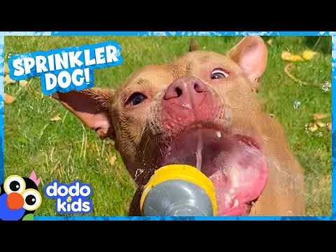 La mission du chien est de sauter sur tous les arroseurs ! | dodo kids