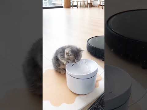 Cat playing the water