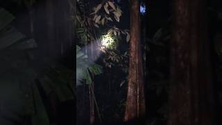 Download lagu Suara yg di takuti ketika di hutan kalimantan,📍#suarahutan #kalimantan #hutankalimantan #kalbar mp3