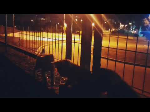 ABUL3EES - wala baa's ولا بأس (skit)