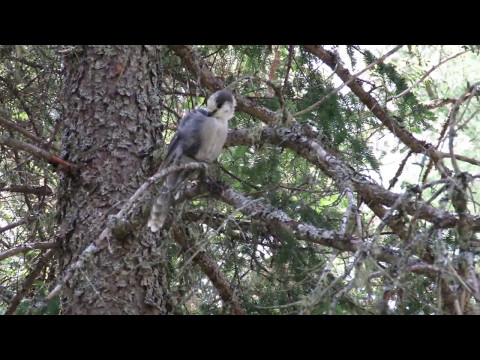 Grey Jay (Perisoreus canadensis) Feeding on Bread and Raisins - Bloomingdale Bog