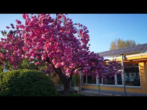 Tu știi cât Te-am iubit de mult | Grup Surori Voitinel & Sami