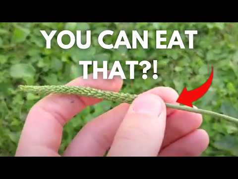 These Edible Weeds are Growing Right in Your Backyard (And You Can EAT Them)