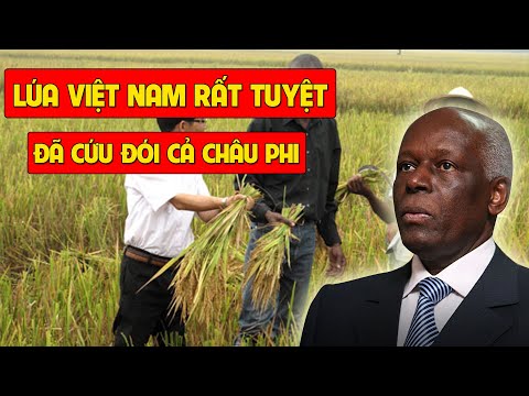 , title : 'Kinh Ngạc Khi Lúa Việt Nam Được Trồng Và Giải Cứu Châu Phi Khỏi Nạn Đói'