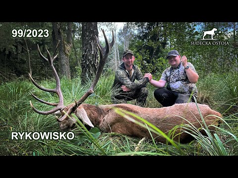 SUDECKA OSTOJA 99/2023 Rykowisko - Mocny byk na rozkładzie Deer hirsch Hunting Hunt