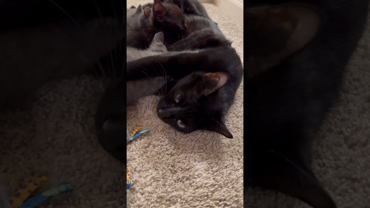 Enlarge Brigitte, a Adoptable Domestic Short Hair in Peachtree City, GA video 6/6