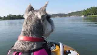 Gracie The Jet Ski Dog | Beaver Lake Arkansas