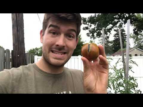 Why Does Tomatoes Crack