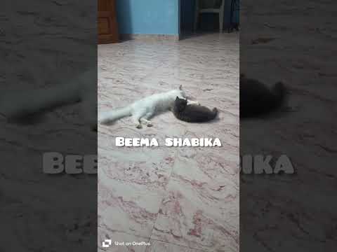 cat's funny videos 🤣 #cat #catvideos #funny #trendingshorts #catfunny #catfamily #comedy