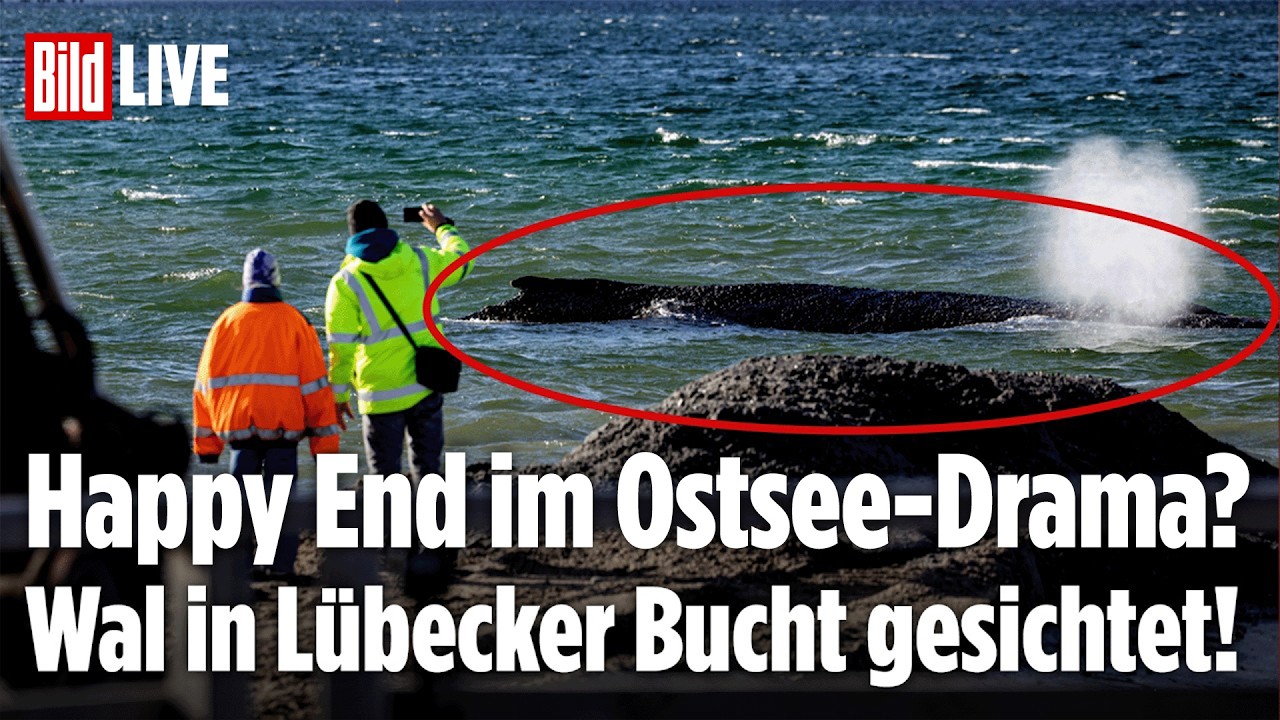 Timmendorfer Strand: Der Wal schwimmt Richtung offenes Meer