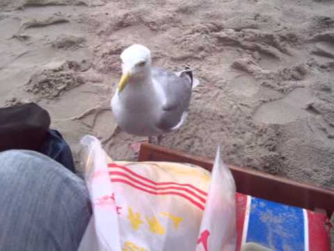 Möwen 😁 lustige Minuten mit einer Möwe 😁 Funny minutes with a seagull