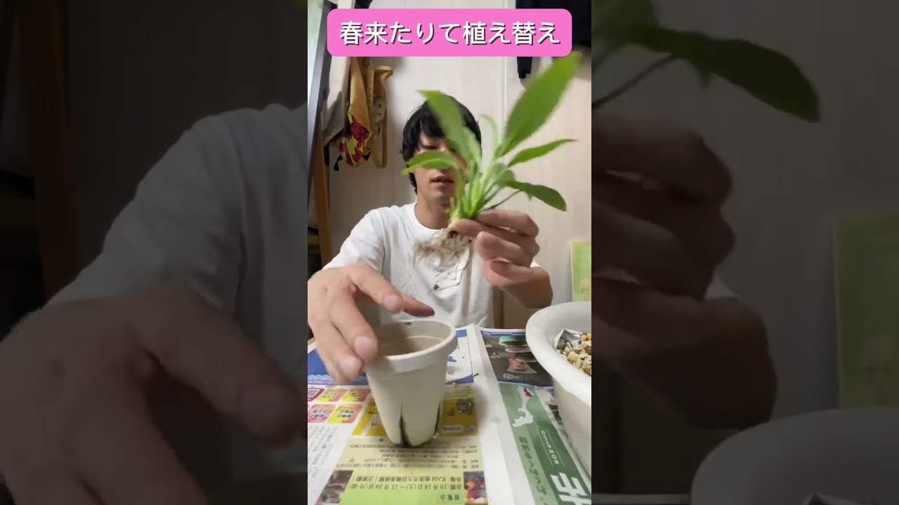 【安部プラント21】～春が来たので植え替えます！～植え替えはこうやる！～