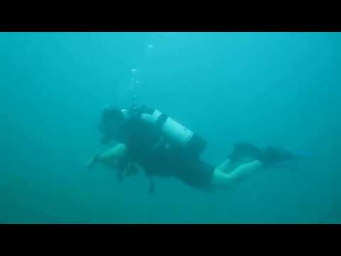 Huge shoal of yellow fish scuba diving Negombo Taprobane Divers