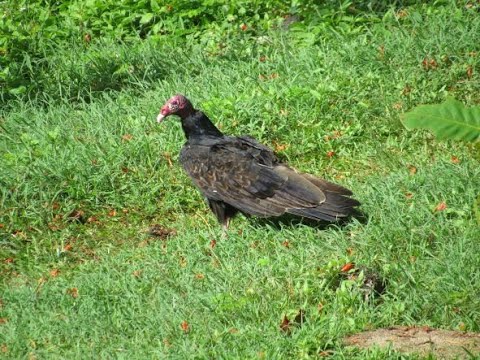 JANCRO! (Jamaican Vulture)