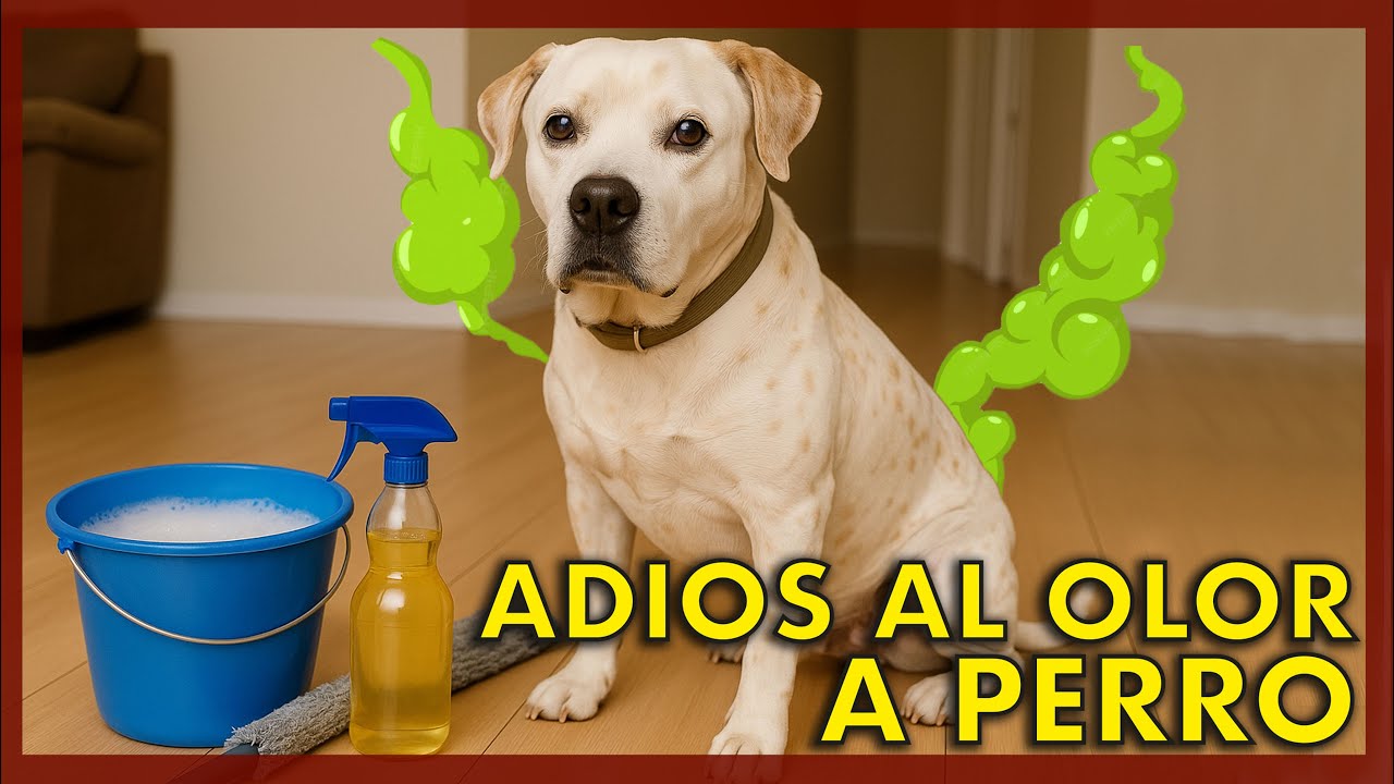 Watch Tip: Mezcla casera para eliminar el olor a perro en el hogar Now Tip: Mezcla casera para eliminar el olor a perro en el hogar