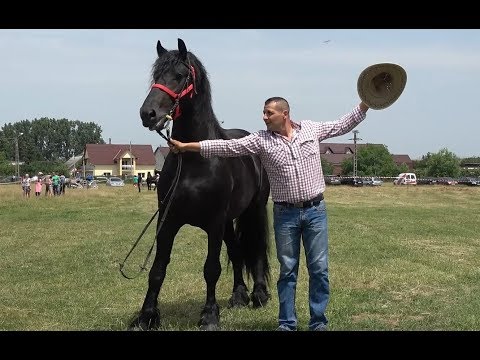 Expozitie cu cai de frumusete - Tasnad, Satu Mare - 9 iunie 2018