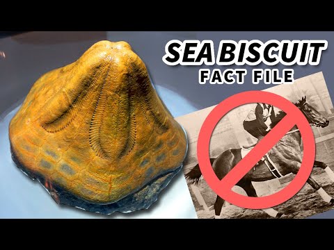 Sea Biscuit Facts: NOT the HORSE! | Animal Fact Files
